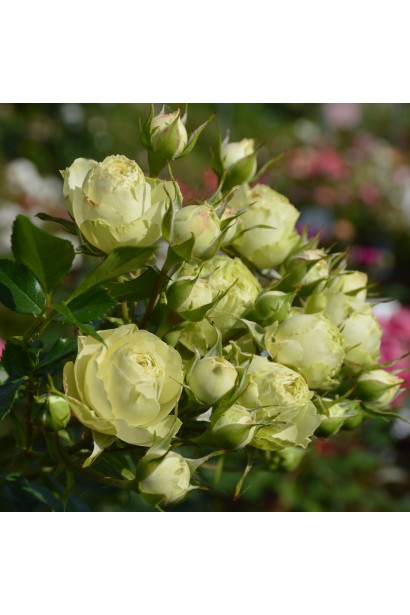 Ніжні кремові пелюстки троянди Лавлі Грін